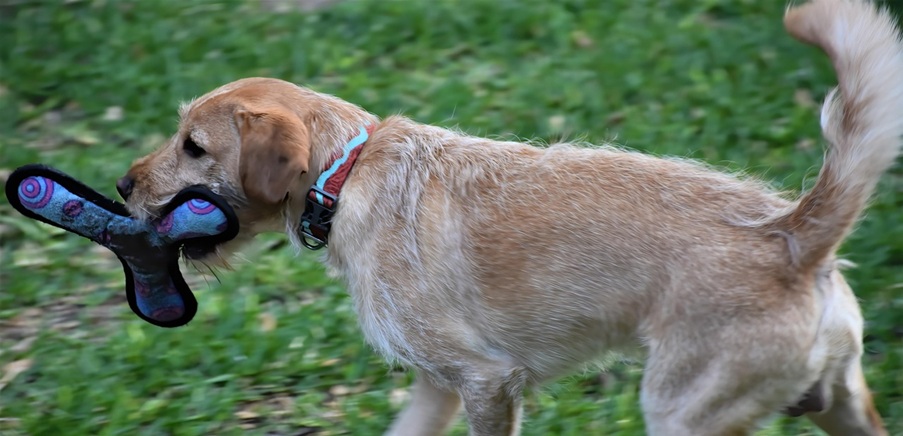 Adopt vs Buy a Pet Feature Image