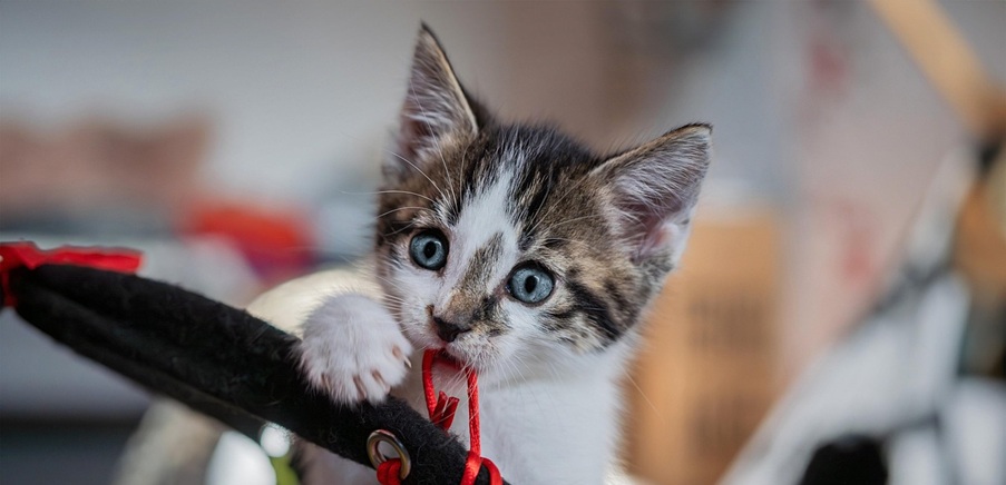 Choosing the Right Pet Feature Image