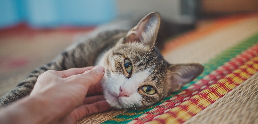 Kitten Adoption Tips