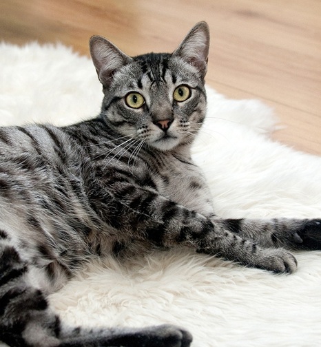 Animal Rescue Service Image